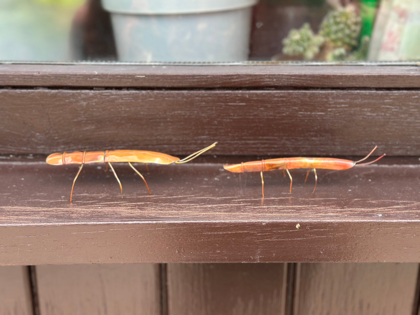 Pair of Copper Stick Insects