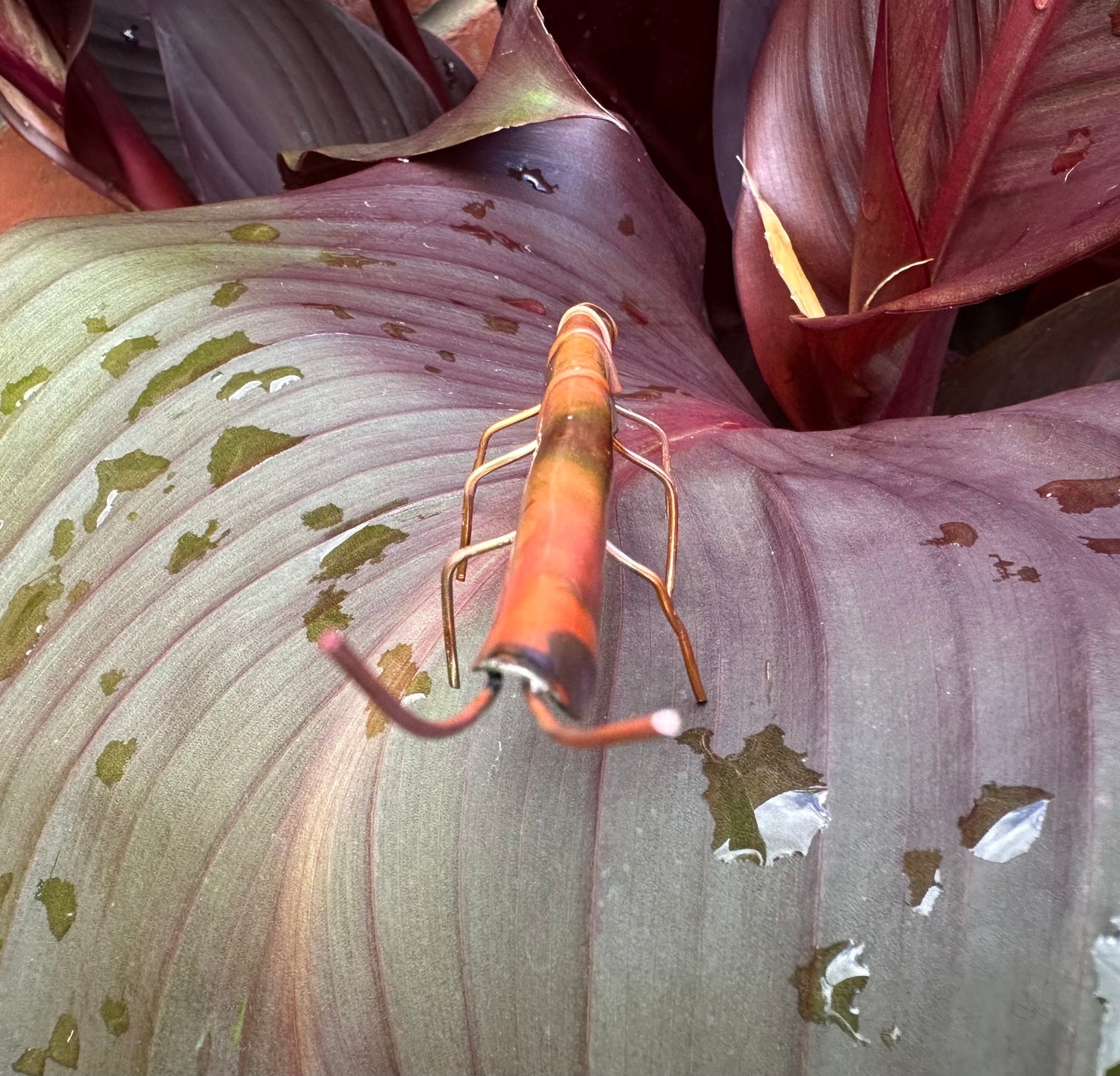 Copper Stick Insect