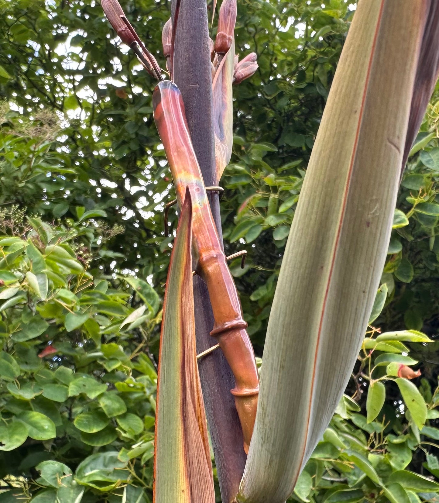 Copper Stick Insect