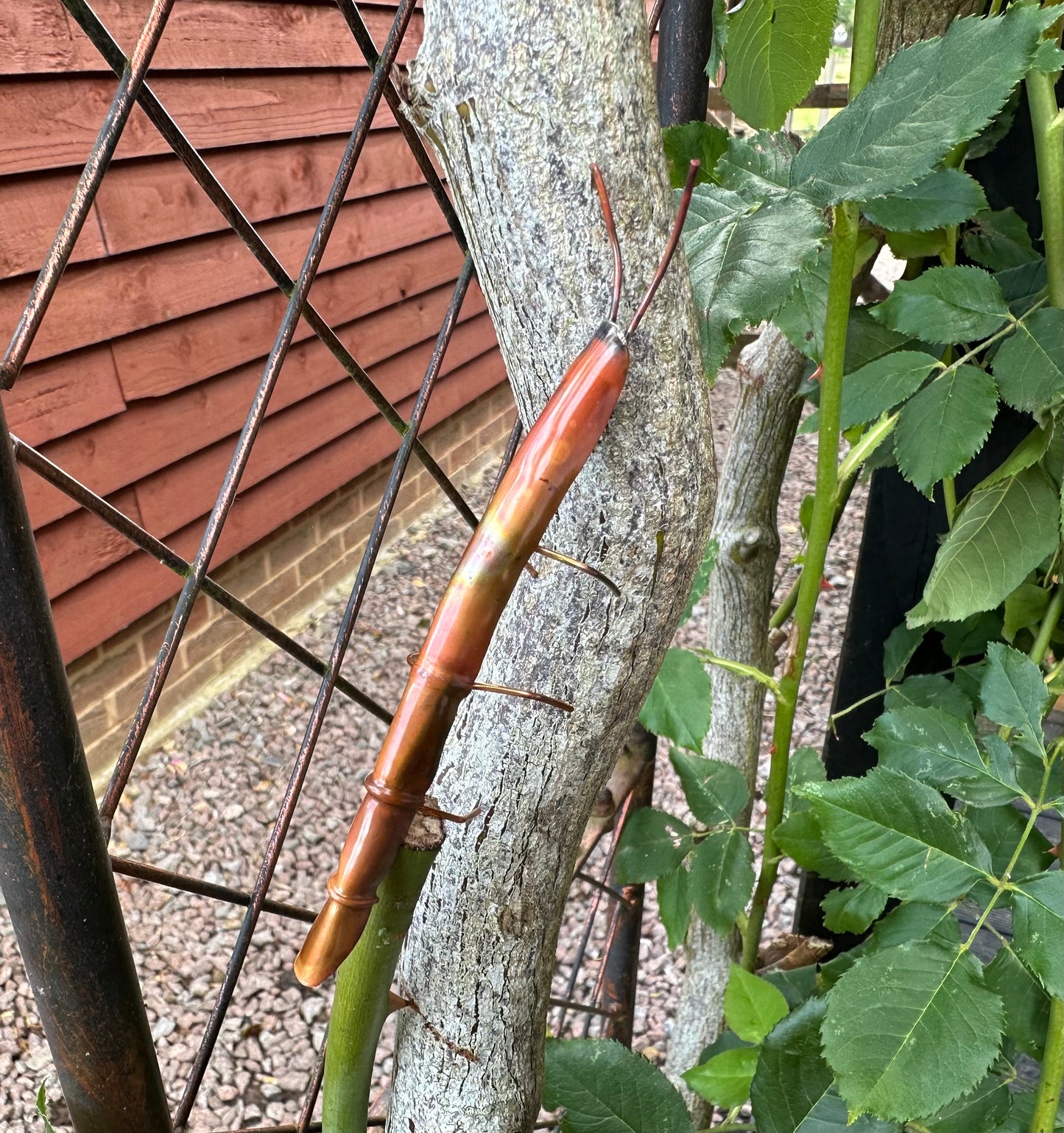 Copper Stick Insect