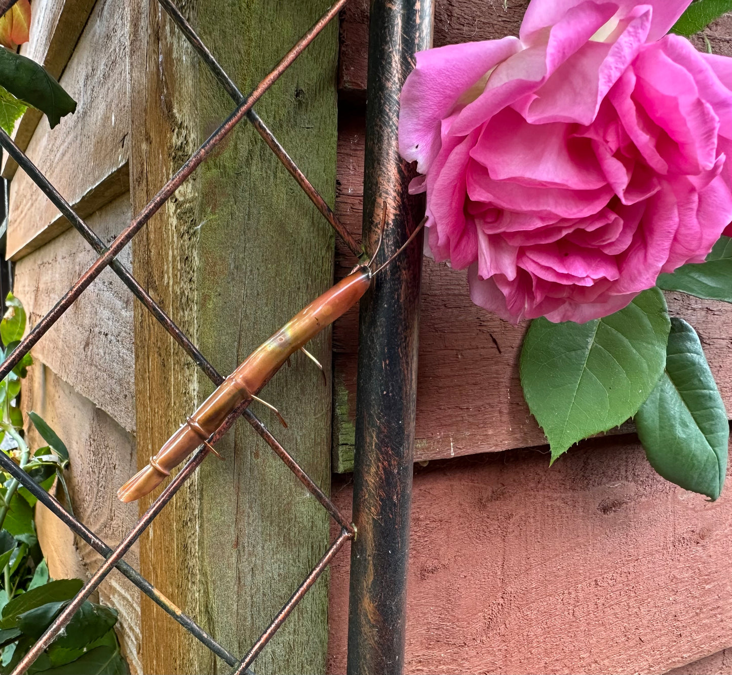 Copper Stick Insect