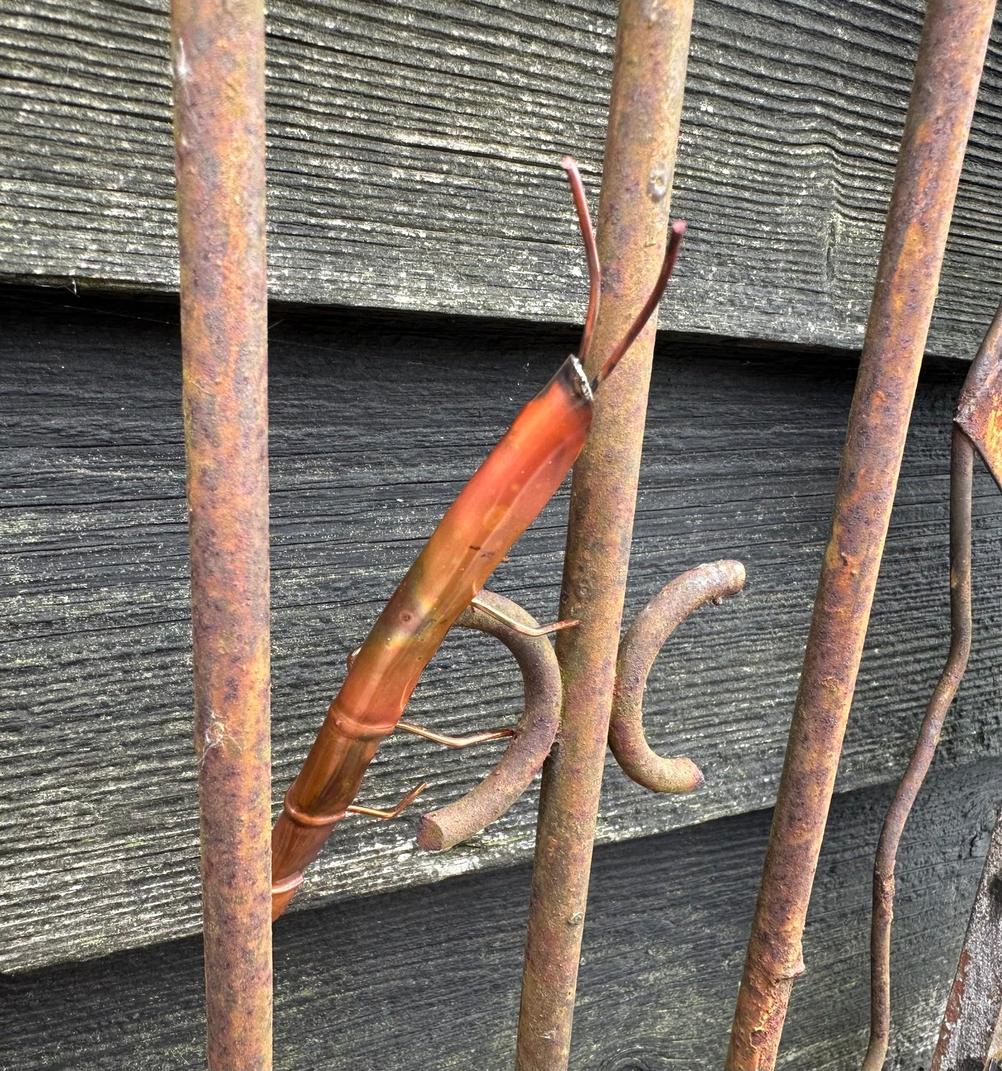 Copper Stick Insect