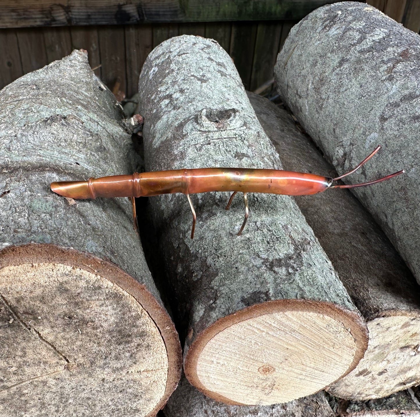 Copper Stick Insect
