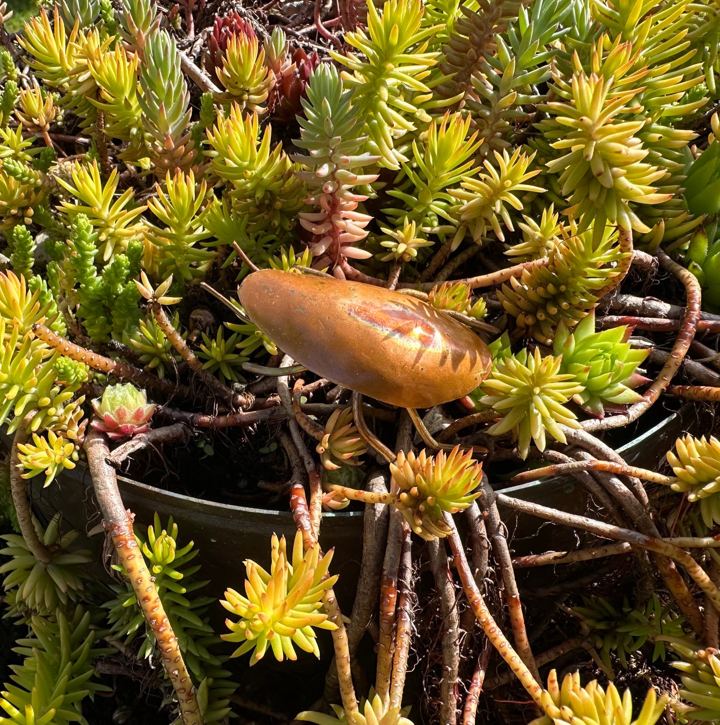 Copper Bugs and Beetles