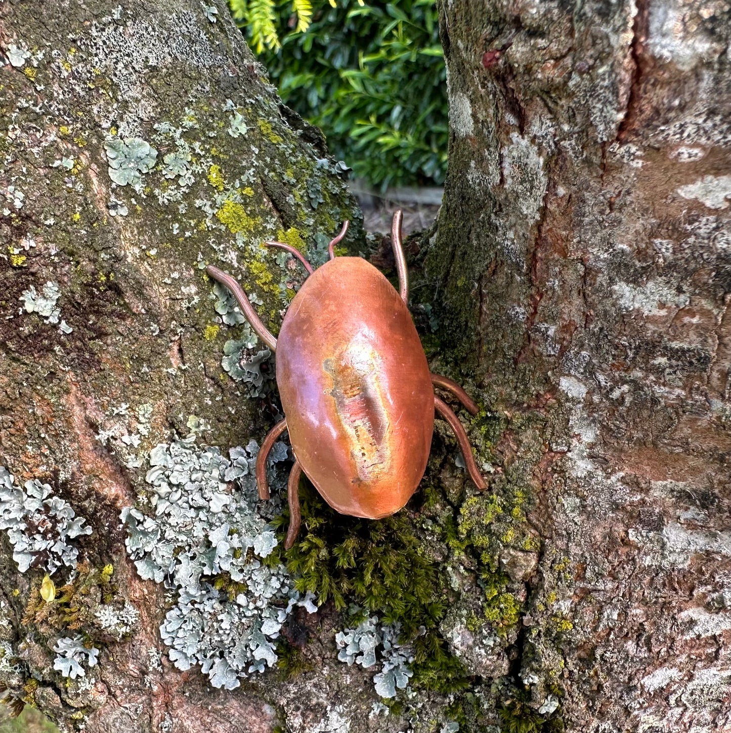 Copper Bugs and Beetles