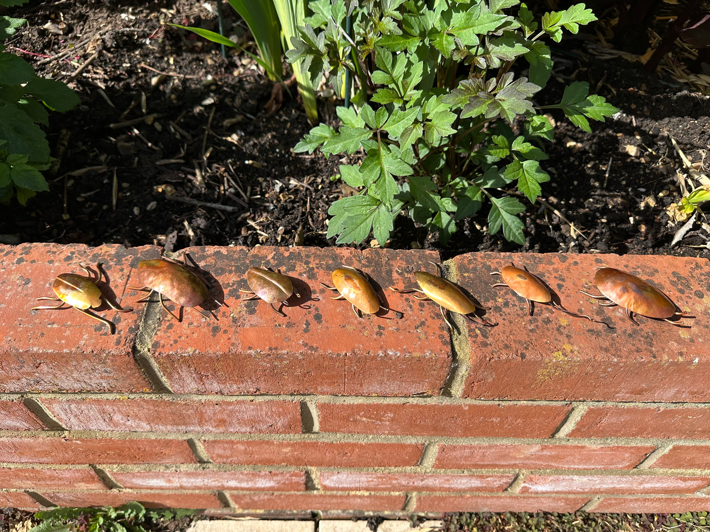 Copper Bugs and Beetles