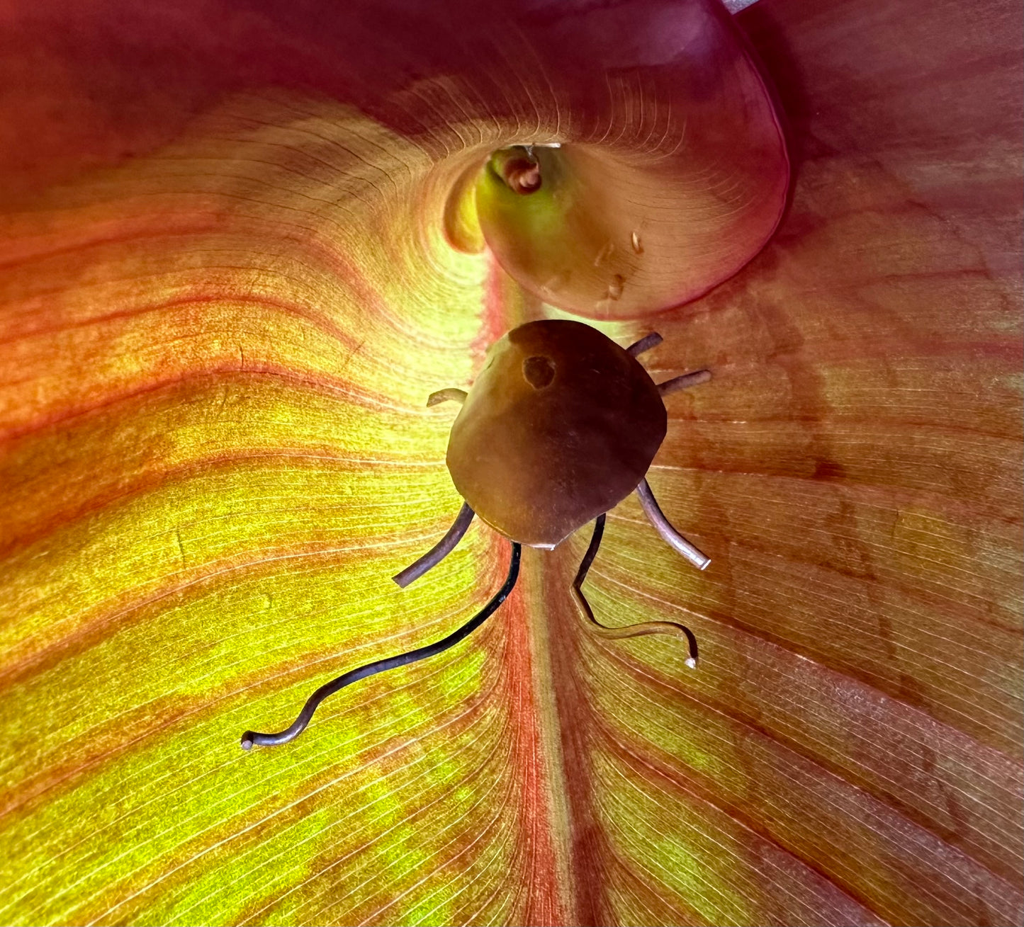 Copper Bugs and Beetles