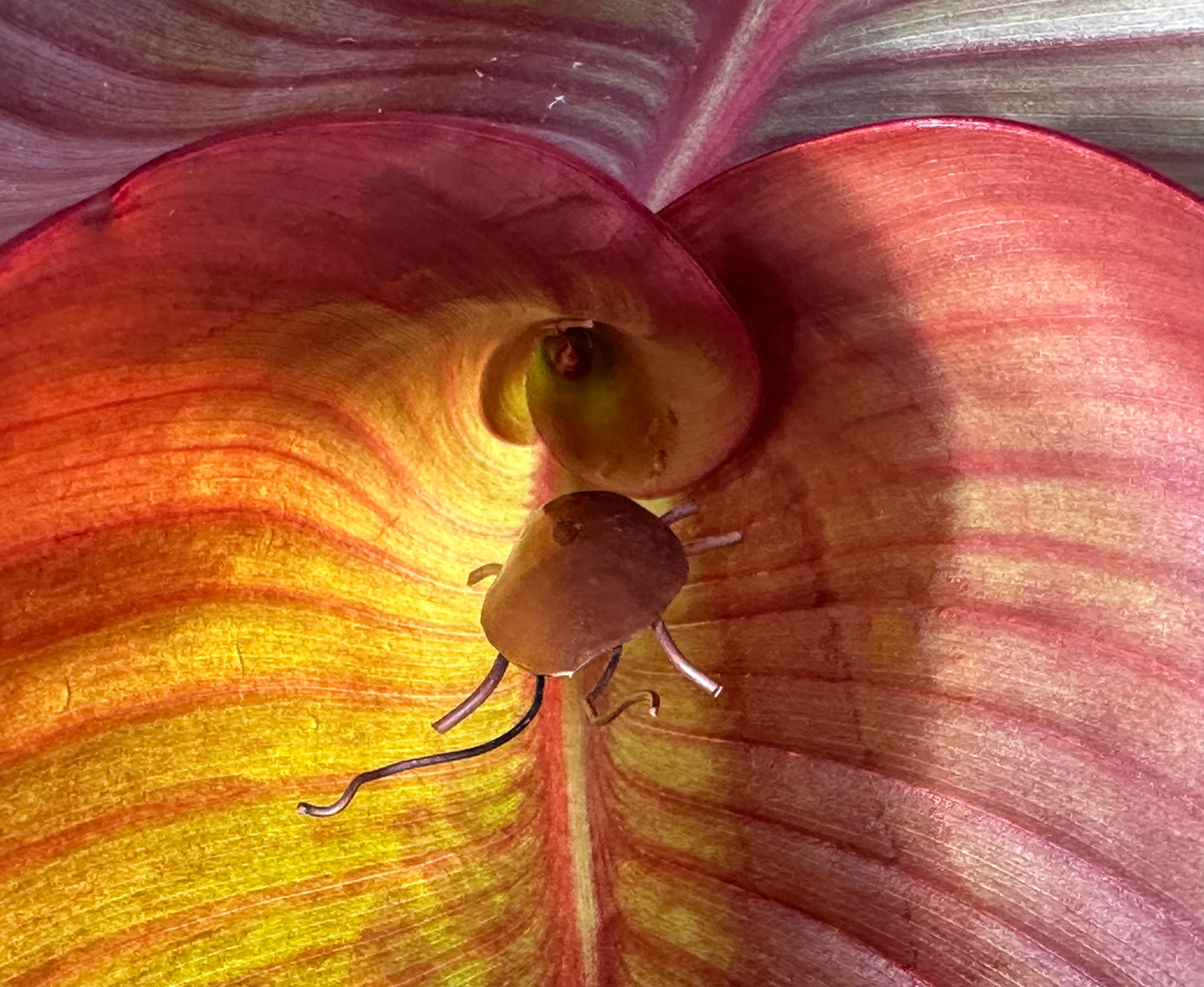 Copper Bugs and Beetles