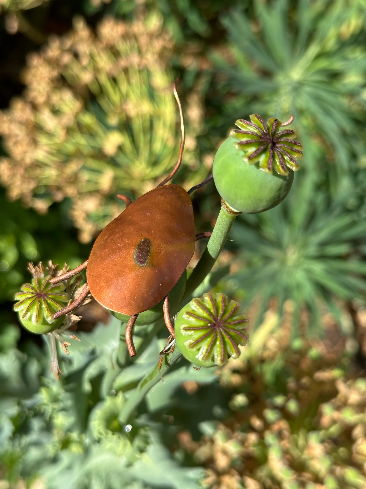 Copper Bugs and Beetles