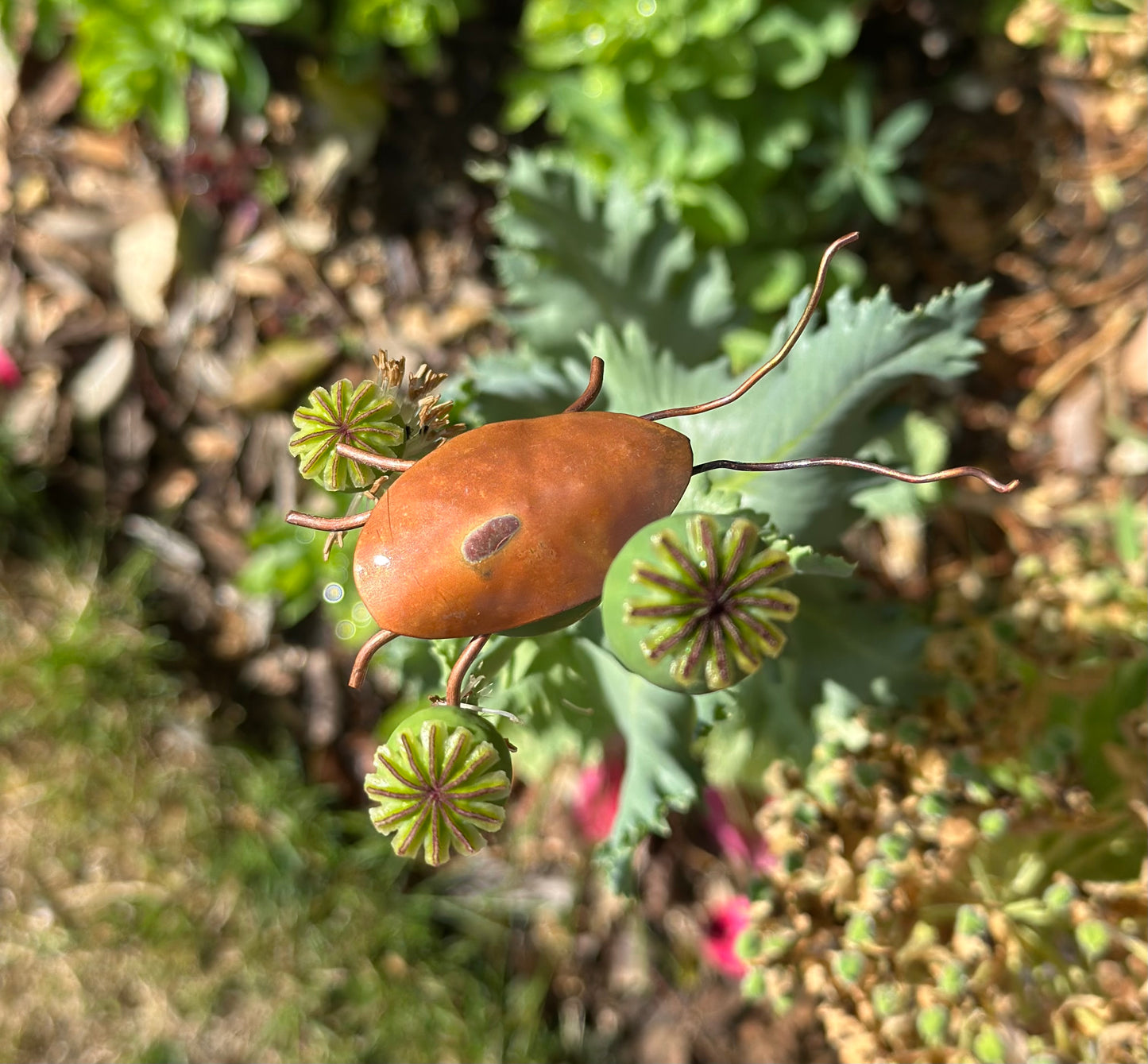 Copper Bugs and Beetles