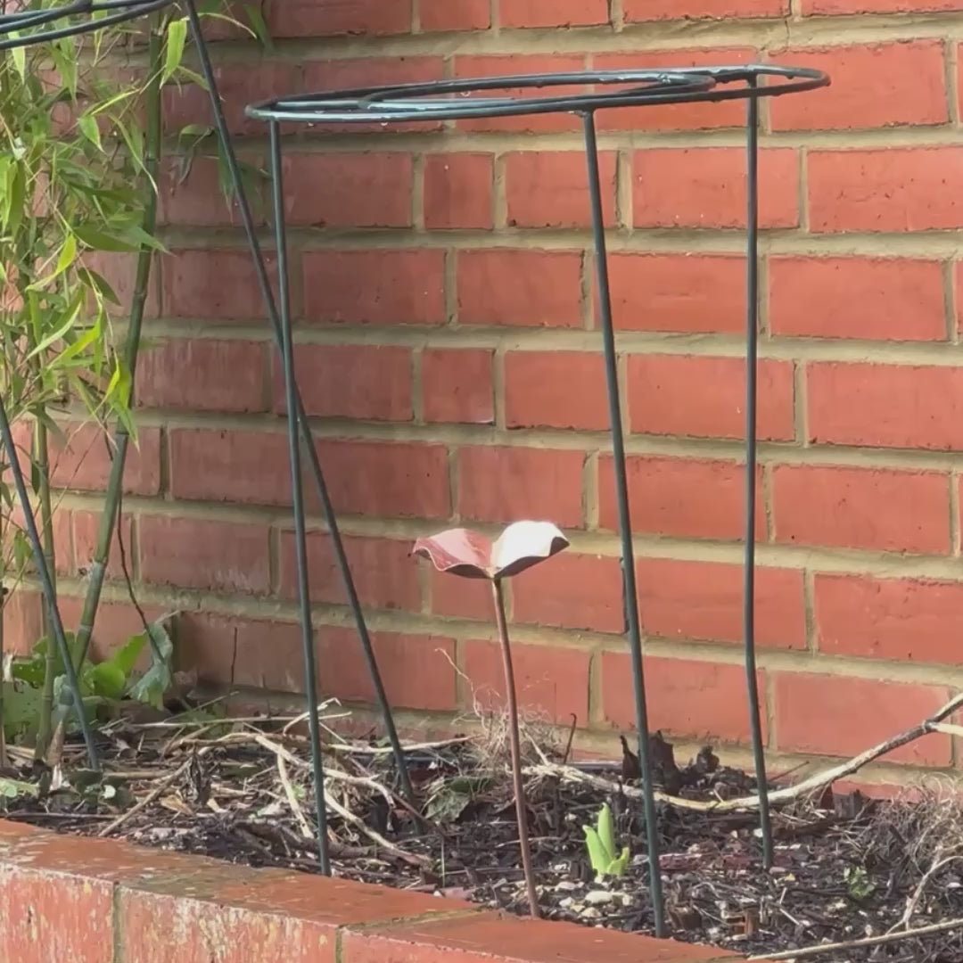 Load video: Copper Bee Drinker with bird feeding