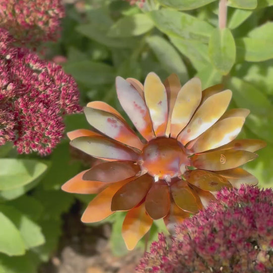 Copper and Green Gerbera