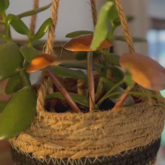 Copper and Green Mushrooms