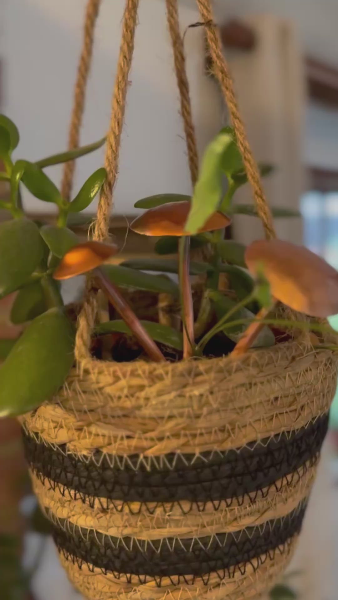 Copper and Green Copper Mushrooms Fungi Toadstool in a houseplant