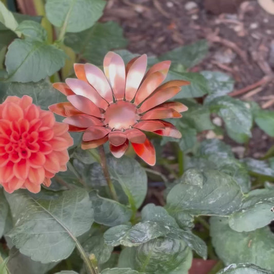 2026 Christmas Special Flower - Copper Gerbera