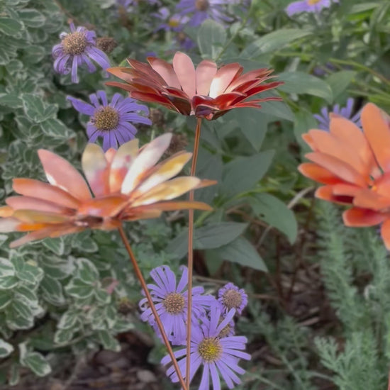 Copper and Green Gerbera