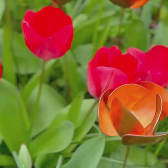 Red tulips with a copper metal sculpture of a tulip in the center from Copper and Green