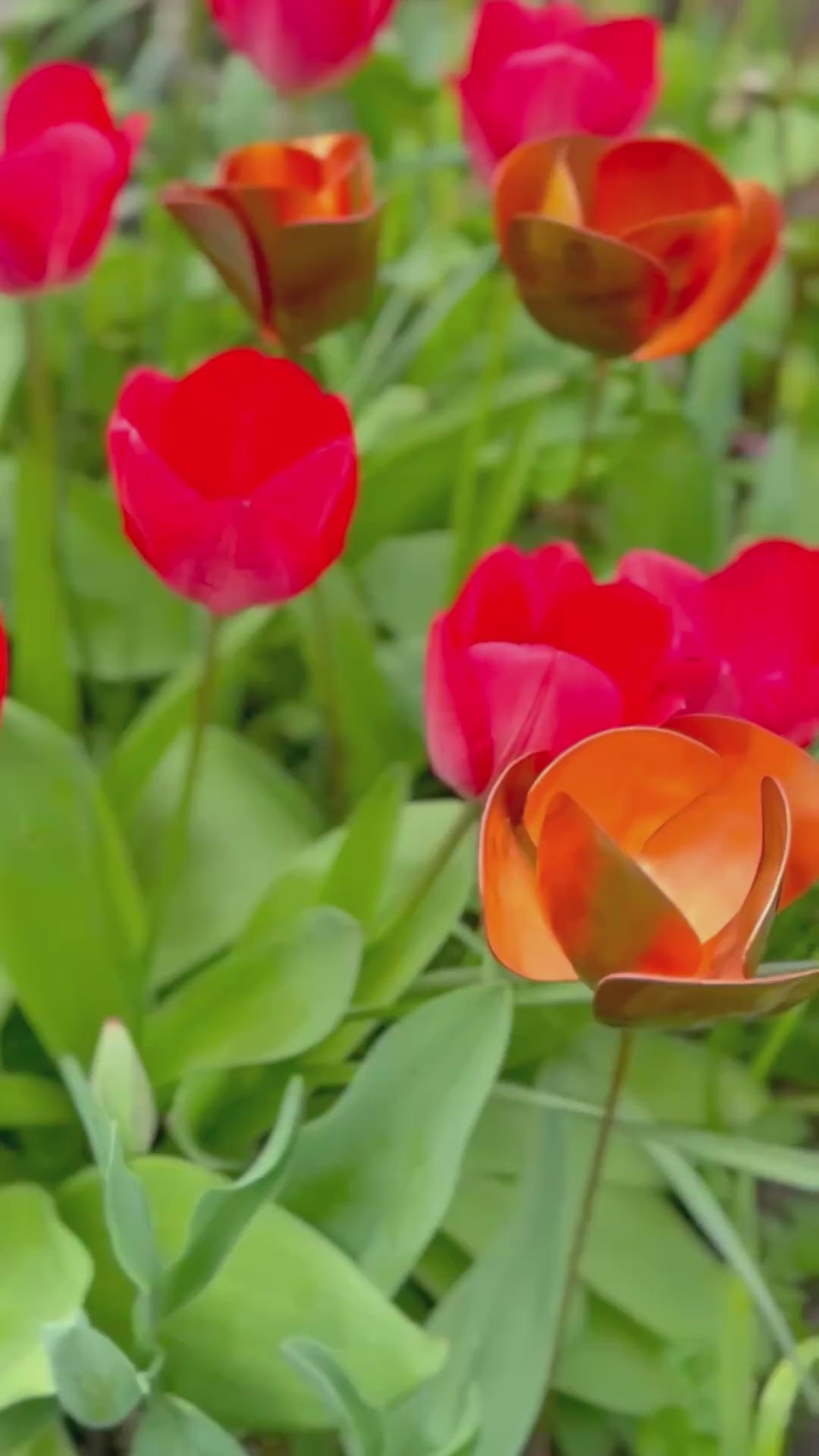 Red tulips with a copper metal sculpture of a tulip in the center from Copper and Green